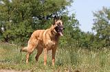 MALINOIS 713